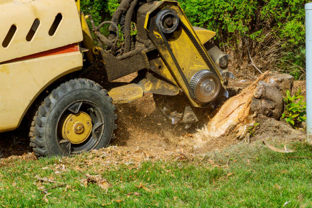 Best Tree Stump Removal  in Greenville, MI